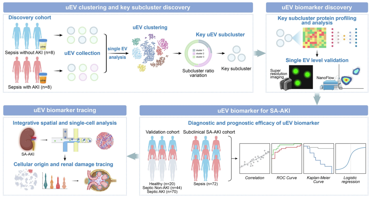 脓毒症急性肾损伤诊断标志物研究获新突破