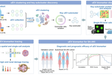 脓毒症急性肾损伤诊断标志物研究获新突破