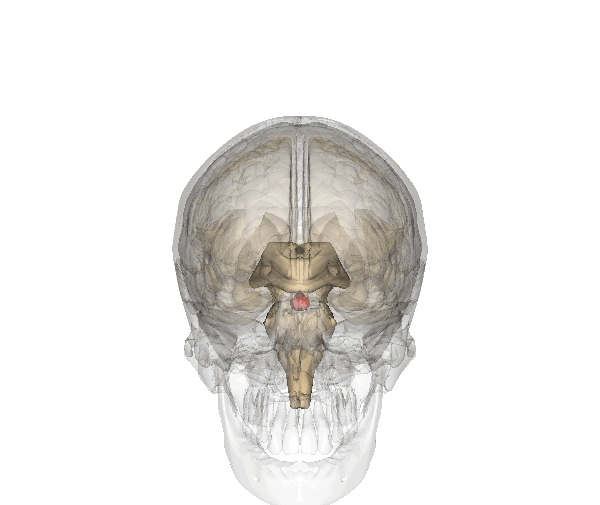 刀尖起舞,毫米拆除藏在大脑深处的"隐形炸弹"