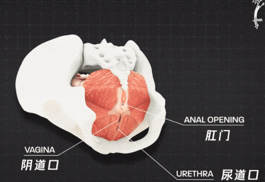 女性最怕这种「松」弛感，「紧」急指南来了 ！