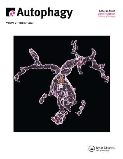 科研速递|孙启明团队开发内源性荧光标记技术,实现活体自噬可视化研究新突破