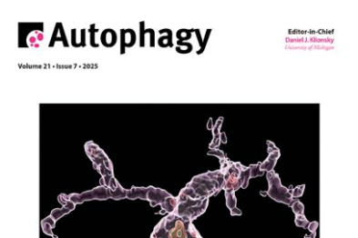 科研速递｜孙启明团队开发内源性荧光标记技术，实现活体自噬可视化研究新突破