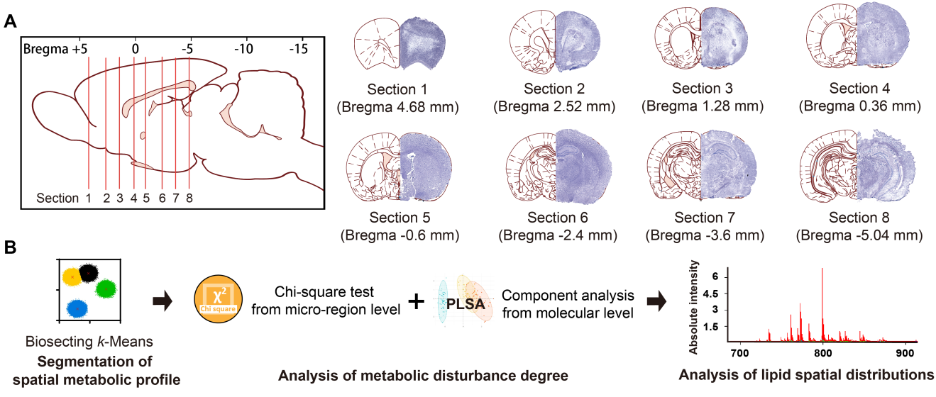 国际快讯 | 抑郁样行为大鼠全脑脂质代谢失衡图谱绘制