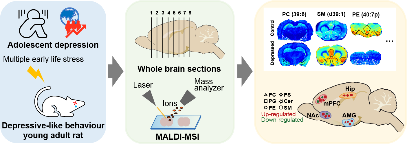 国际快讯 | 抑郁样行为大鼠全脑脂质代谢失衡图谱绘制