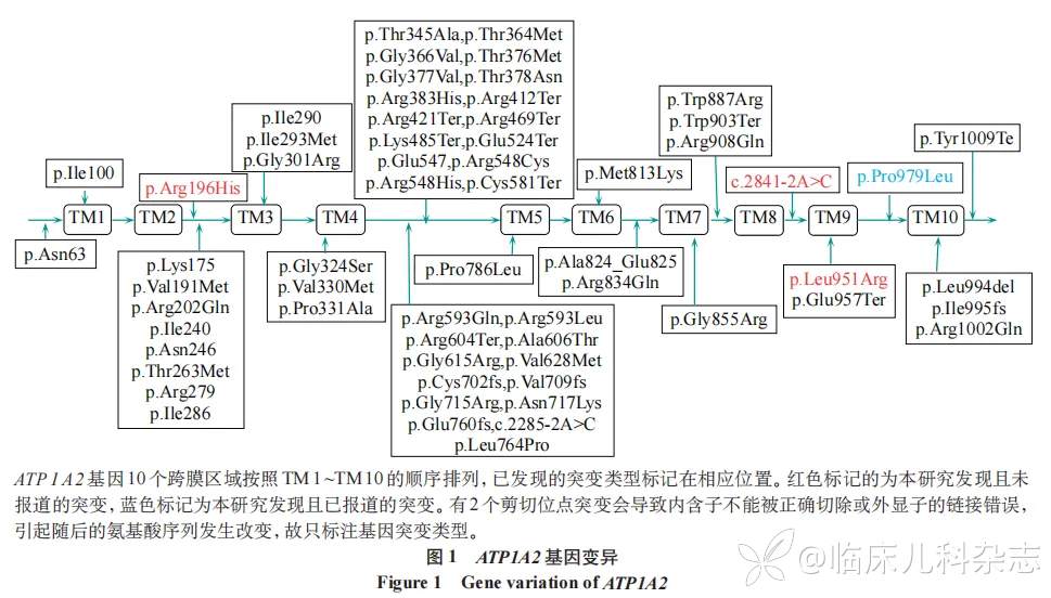 ATP1A2/ATP1A3 基因变异患儿 10 例遗传学及临床特征分析