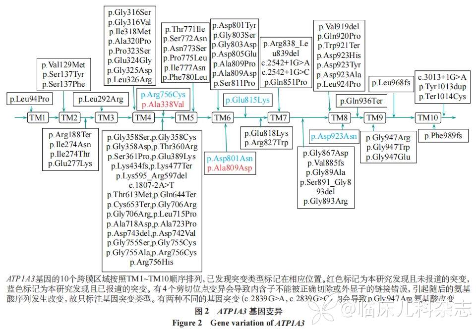 ATP1A2/ATP1A3 基因变异患儿 10 例遗传学及临床特征分析