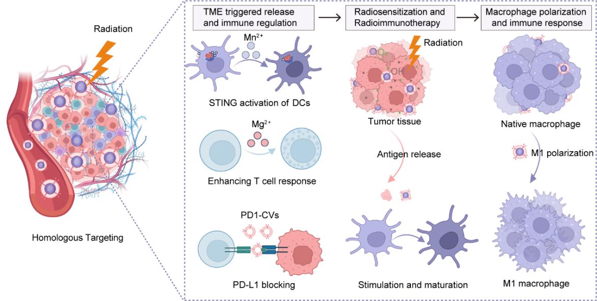 医工交叉新技术可望实现实体肿瘤患者放射免疫治疗协同增效