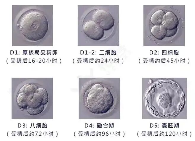 江湾试管婴儿百科：胚胎等级怎么看？