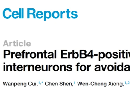 「逃避」还是「面对」？梅林团队发现了大脑「逃避开关」的秘密