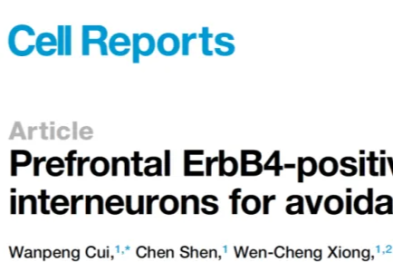 「逃避」还是「面对」？梅林团队发现了大脑「逃避开关」的秘密