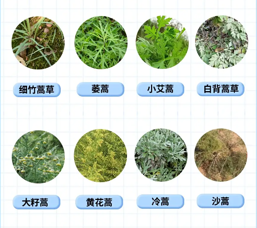 当「秋高气爽」遇上「眼睛红痒」——北方蒿草过敏季生存指南