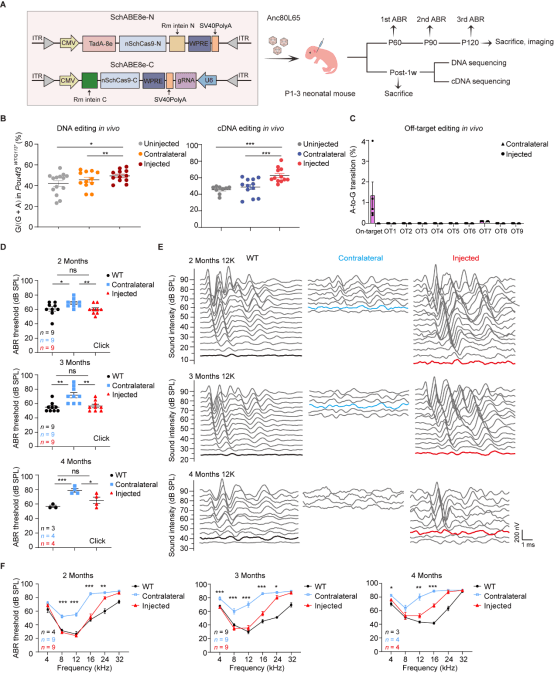 Nature Communications | 柴人杰教授团队与合作者利用碱基编辑技术恢复 DFNA15 耳聋小鼠听力功能