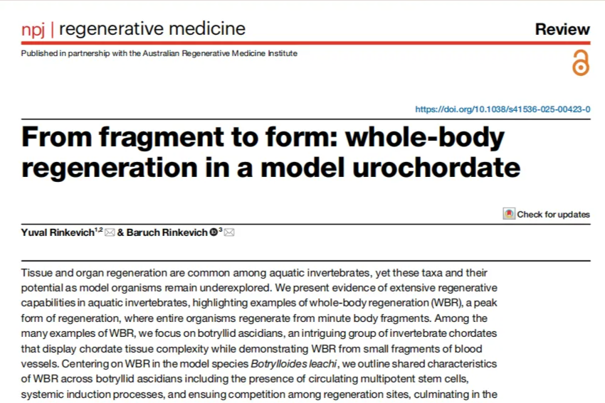 身体碎成渣渣，还能原地复活？创新中心 Rinkevich 实验室解密这类动物「全身再生」超能力