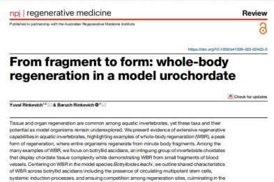 身体碎成渣渣，还能原地复活？创新中心 Rinkevich 实验室解密这类动物「全身再生」超能力