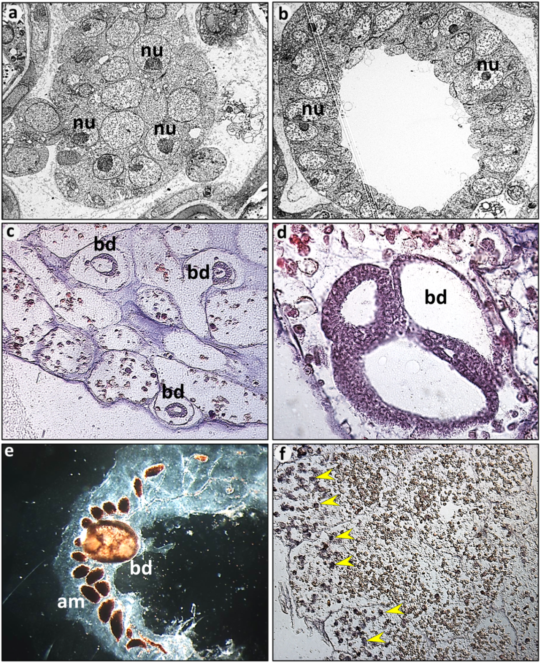 身体碎成渣渣,还能原地复活?创新中心 Rinkevich 实验室解密这类动物「全身再生」超能力