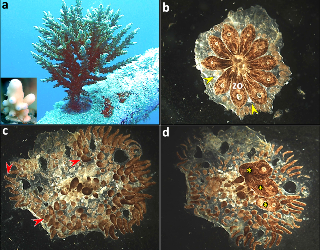 身体碎成渣渣,还能原地复活?创新中心 Rinkevich 实验室解密这类动物「全身再生」超能力