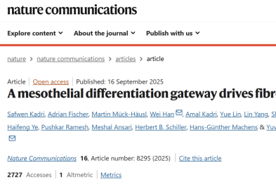 器官「外衣」细胞竟是纤维化元凶？Yuval Rinkevich 实验室找到阻断关键