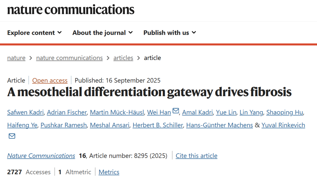 器官「外衣」细胞竟是纤维化元凶?Yuval Rinkevich 实验室找到阻断关键