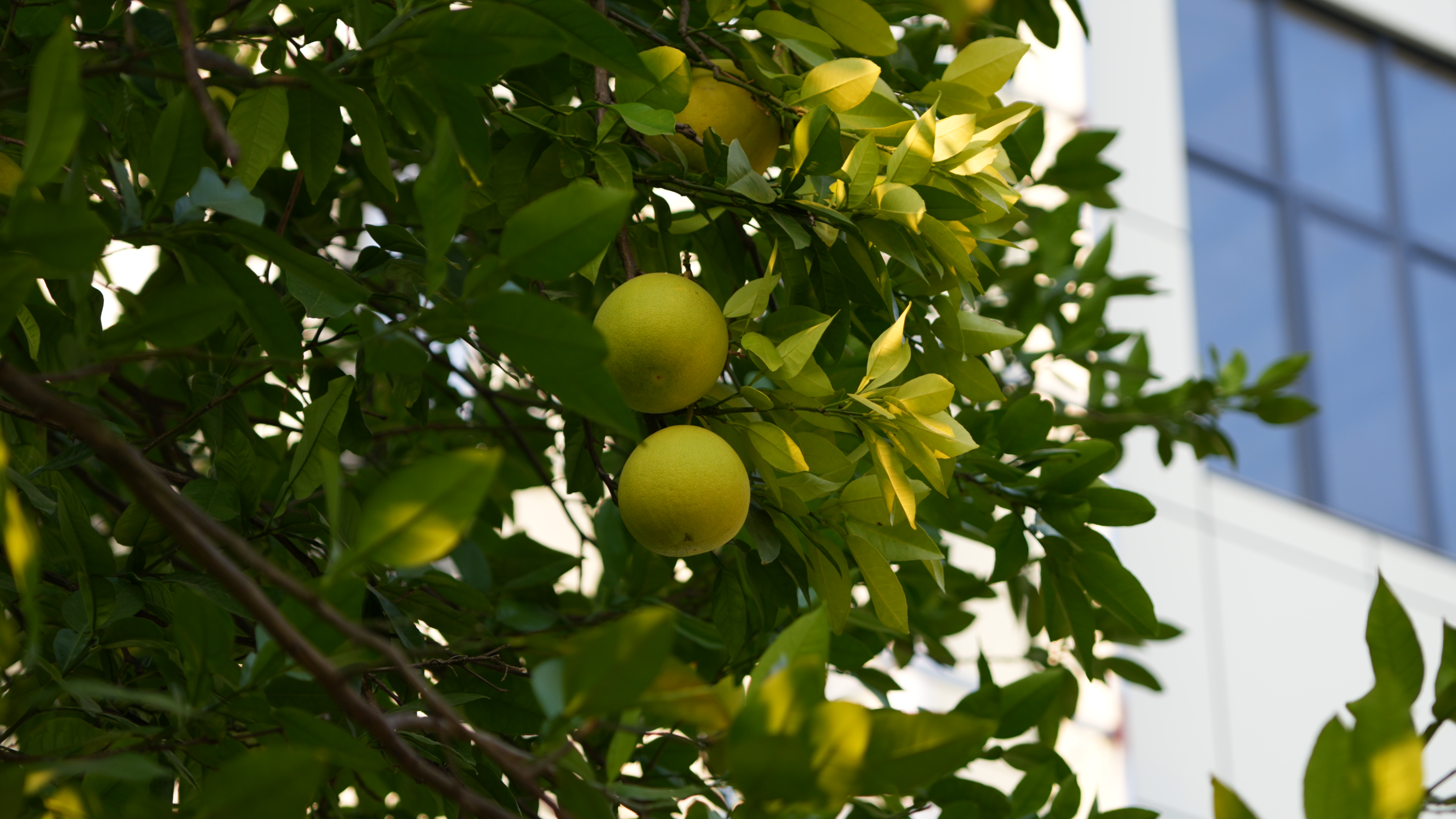 0069694701143988891.jpg?file=744286493