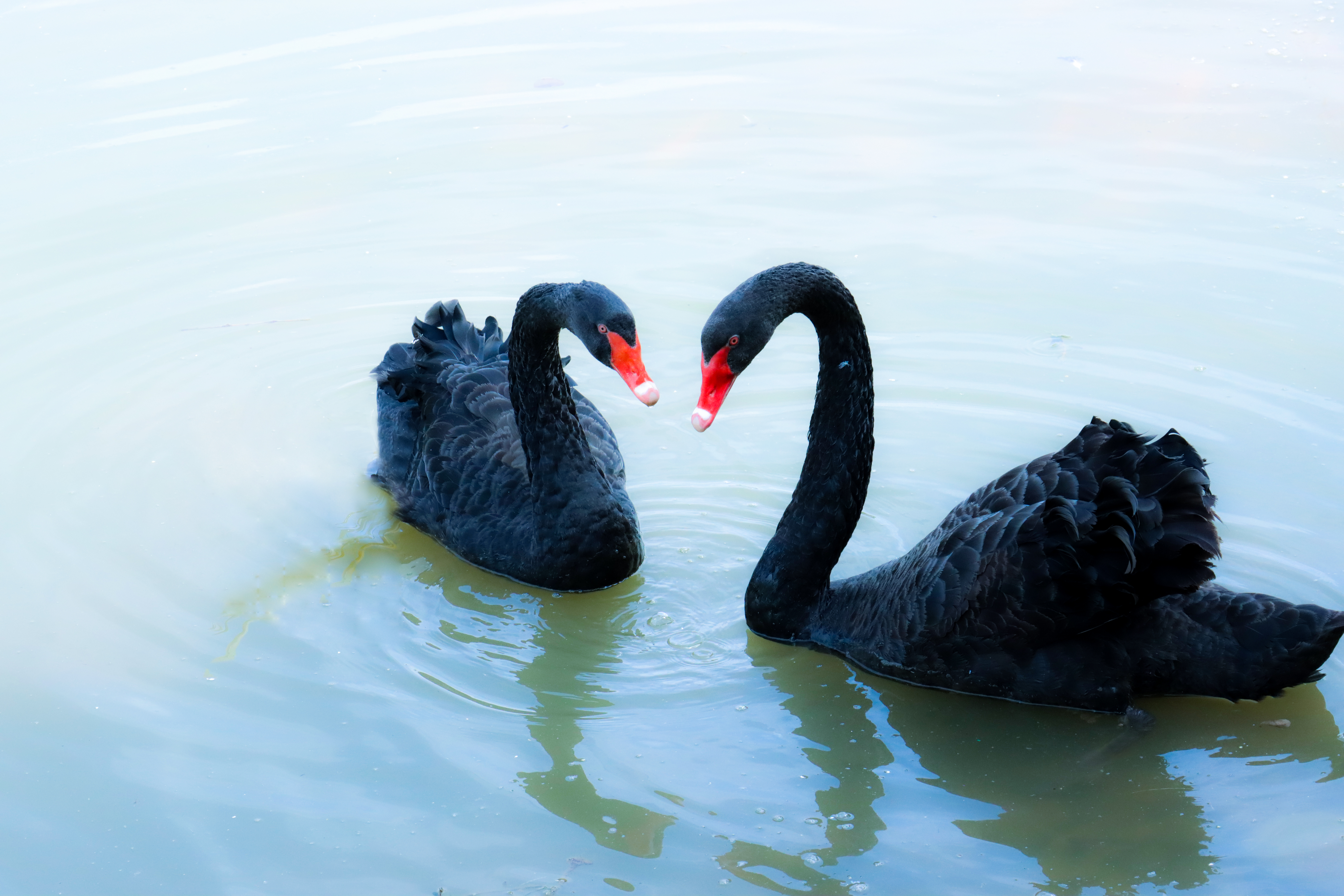 8258348455323988891.jpg?file=744285984