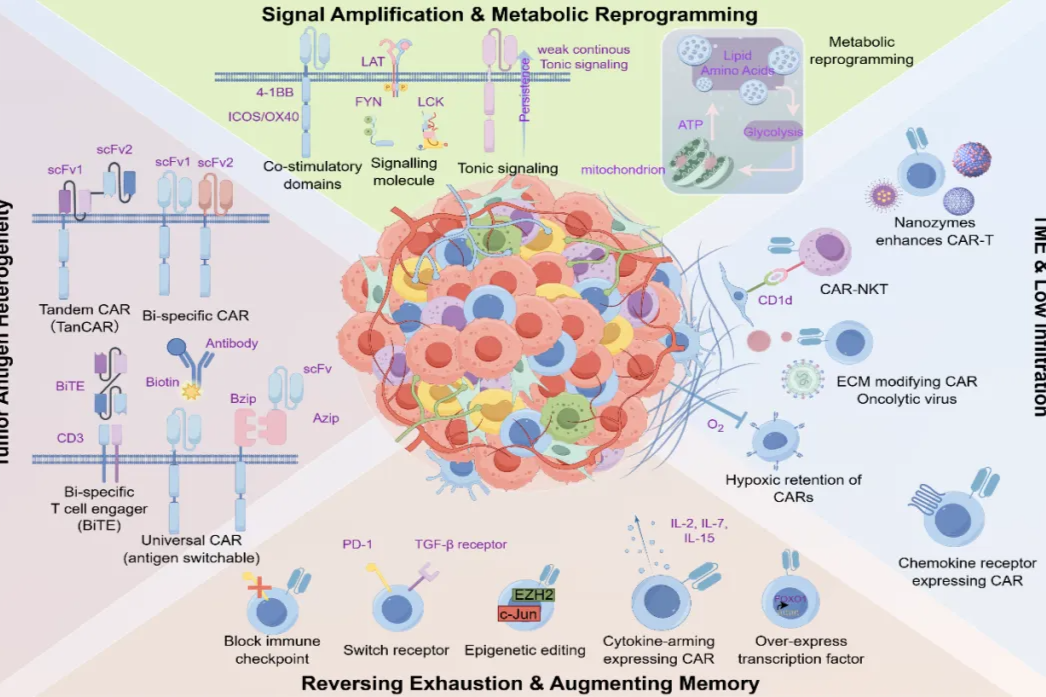 CAR-T 攻坚实体瘤遇挫？破局之路何在？
