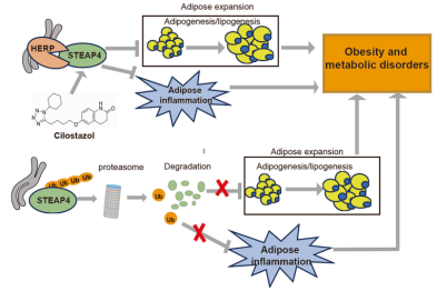 科研新突破！喀地一院肖非团队发现肥胖治疗新靶点，揭示「老药新用」潜力