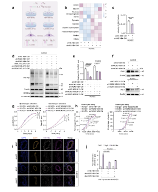 南昌大学二附院王小中教授团队创新成果在国际期刊发表