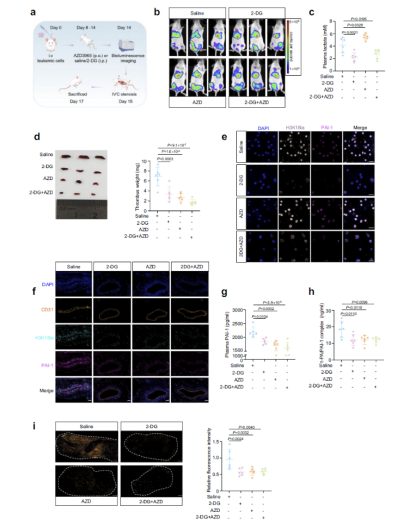 南昌大学二附院王小中教授团队创新成果在国际期刊发表