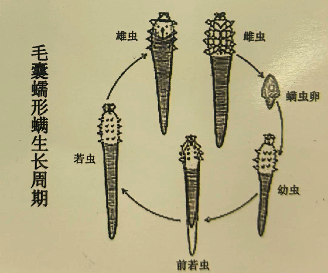 眼部蠕形螨感染治疗：坚持规范治疗的核心必要性与防止复发的科学依据