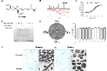刘冰团队在抗生素研发领域取得突破性进展，开辟抗耐药菌新途径