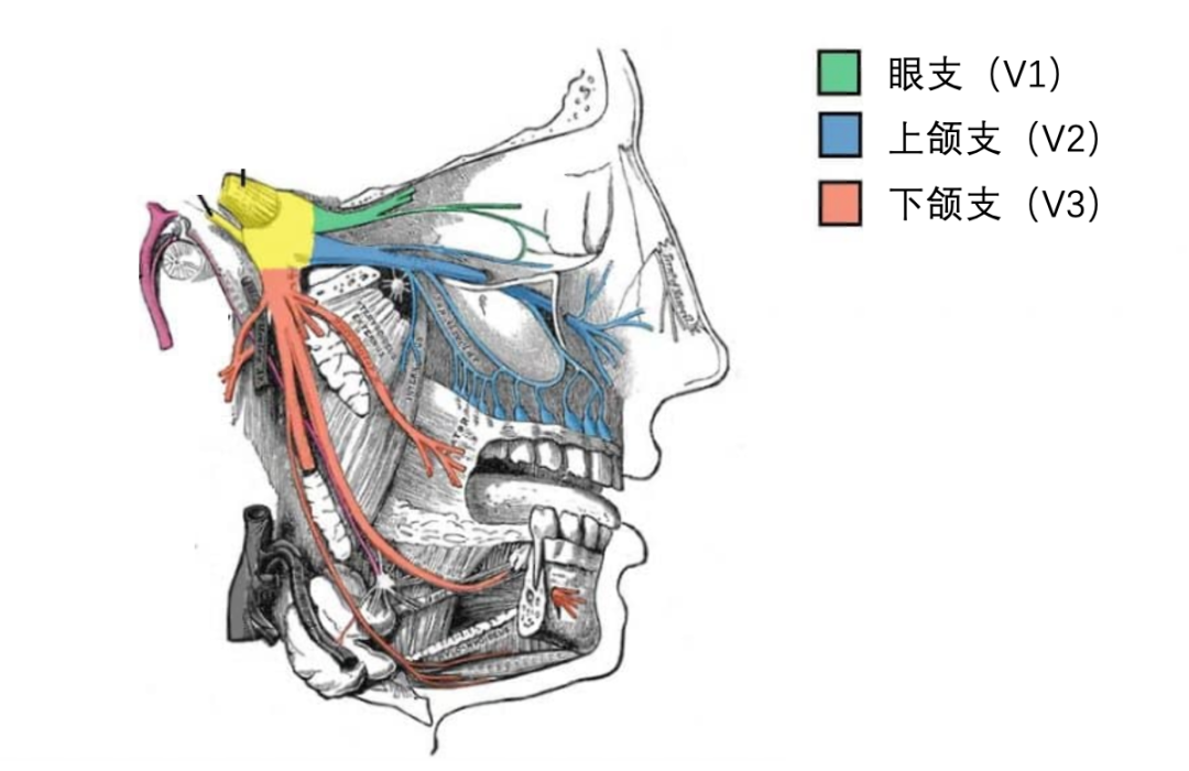 如果华佗会补牙，曹操的头痛会不会好一点？