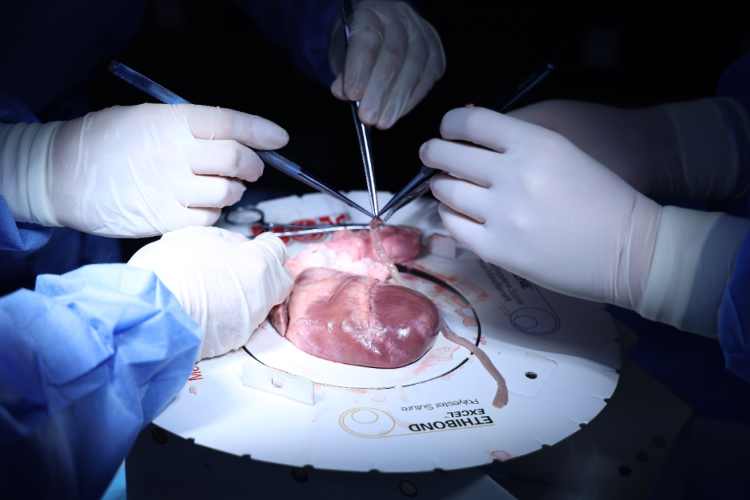 「猪队友」成「最佳拍档」,原来手术还能这么玩儿~