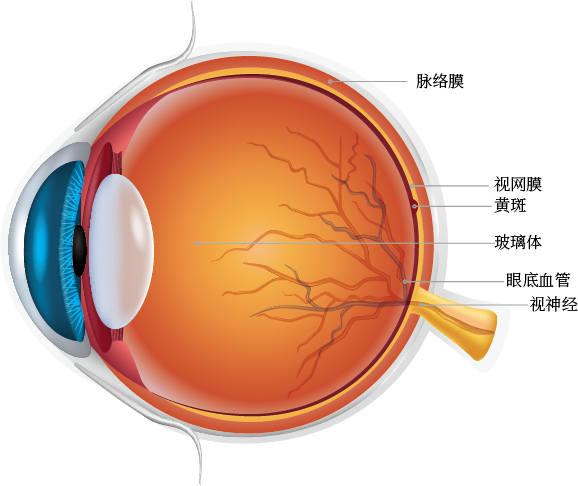 黄斑前膜该怎么治疗?武汉普瑞眼科许泽骏科普症状和手术治疗方式