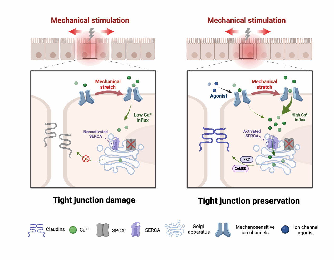 耿松梅教授团队发现慢性家族性良性天疱疮疾病的力学治疗新策略