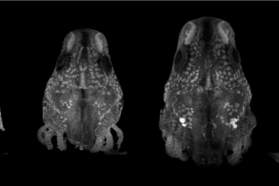 突破再生极限：首个脊椎动物胸腺实现完全再生