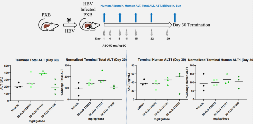 AASLD2025 丨 Aligos 与特宝生物联合开发同类最佳 ASO 药物,临床前数据亮眼
