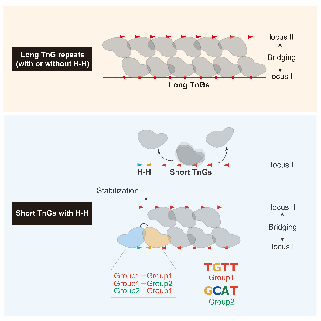冷方伟破解免疫开关!FoxP3 头对头二聚体锁定 Tregs 调控密码