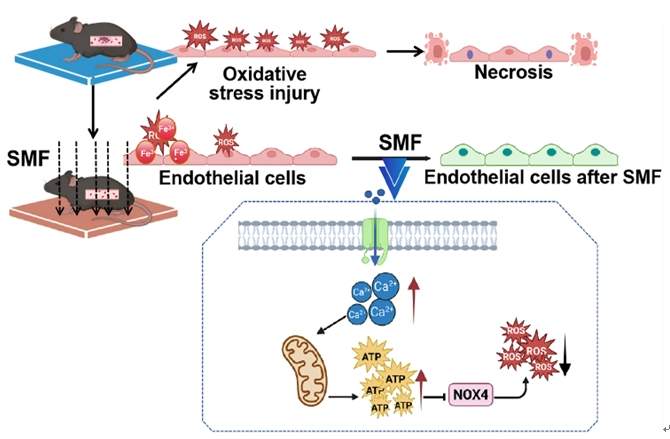 外科梦工场在静磁场有效预防静脉血栓形成方向取得重要突破