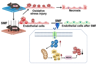外科梦工场在静磁场有效预防静脉血栓形成方向取得重要突破