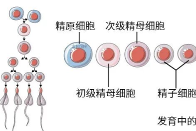 "消失的子弹"——浅谈"无精子症"