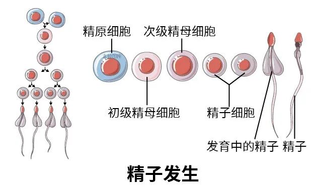 "消失的子弹"——浅谈"无精子症"