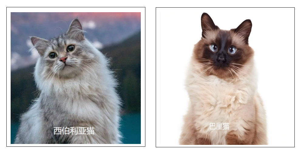 铲屎官被猫咪唾液「袭击」，眼睛秒变「水气球」