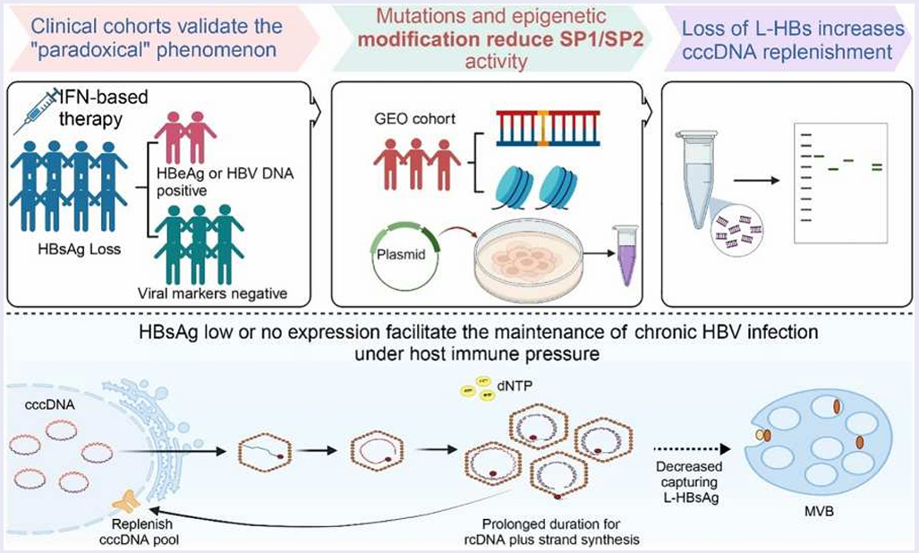 机制探索：获得 HBsAg 清除后，为何部分患者的 HBeAg/HBV DNA 仍呈阳性？