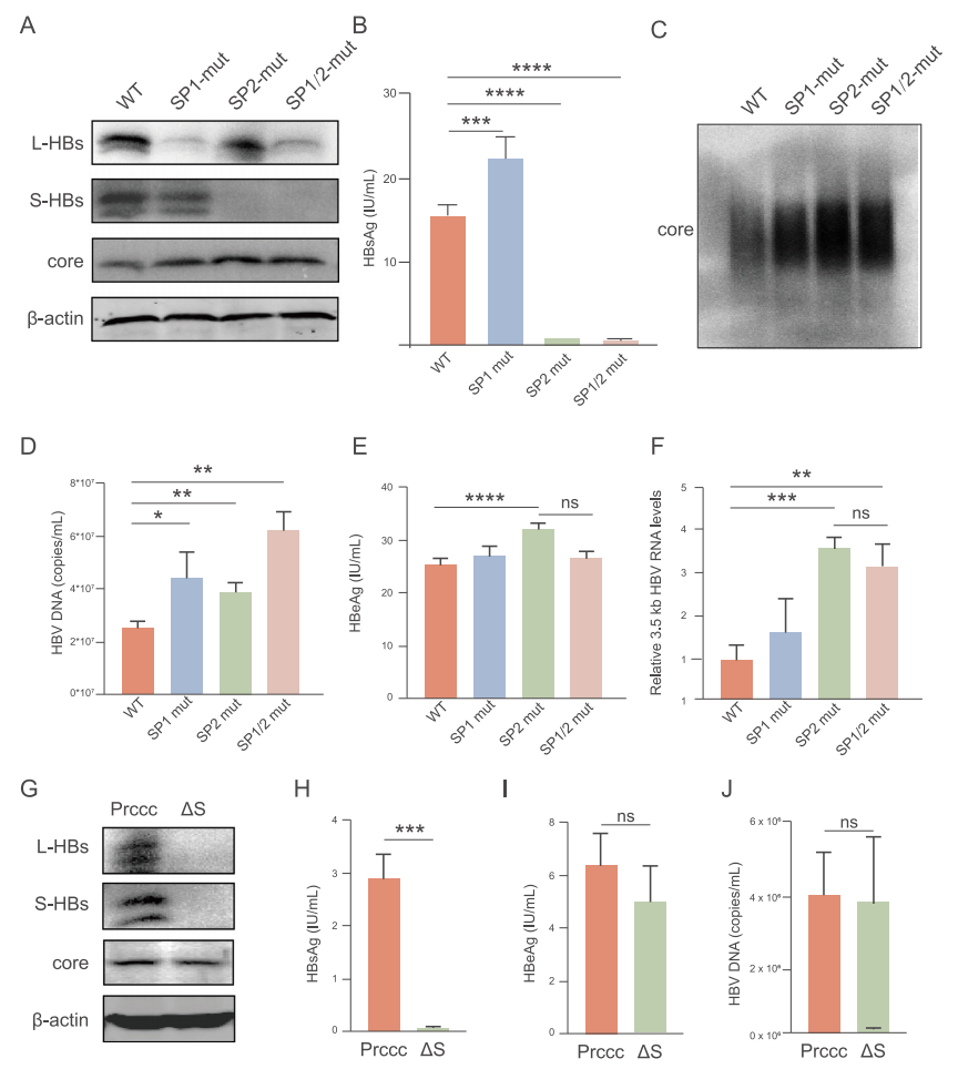 机制探索：获得 HBsAg 清除后，为何部分患者的 HBeAg/HBV DNA 仍呈阳性？