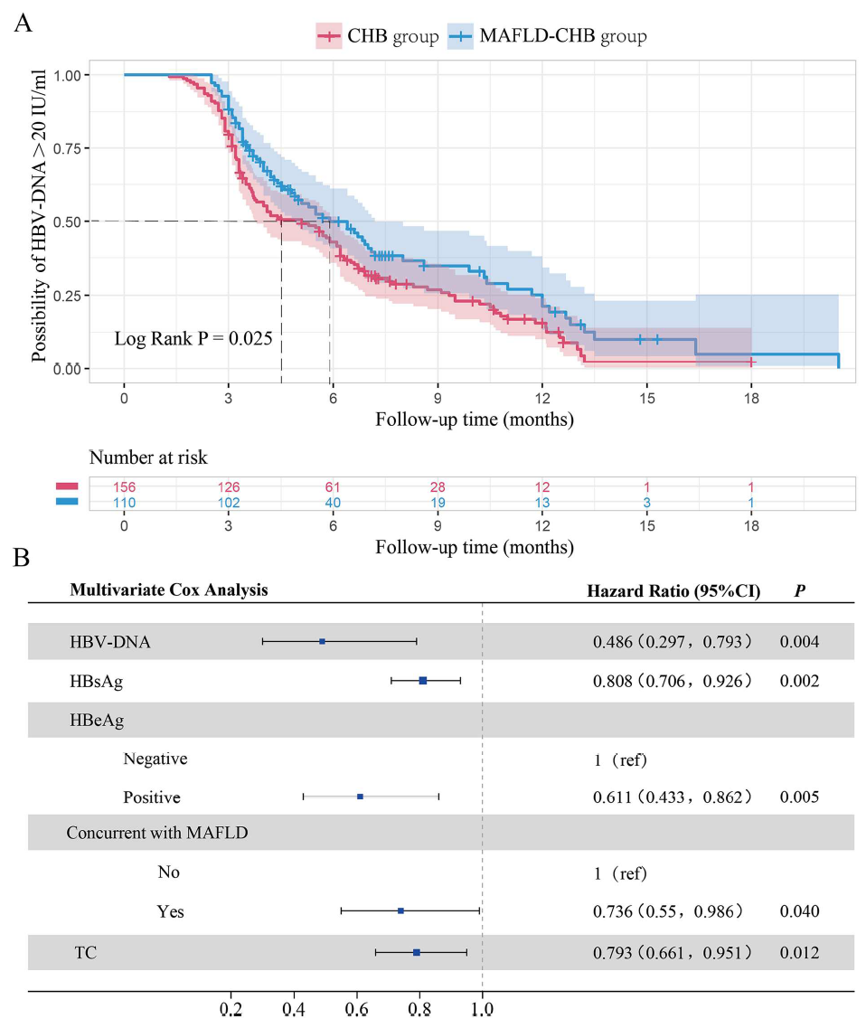 AASLD2025 丨多项研究探索:合并 MAFLD/MASLD 对慢乙肝患者治疗应答的影响