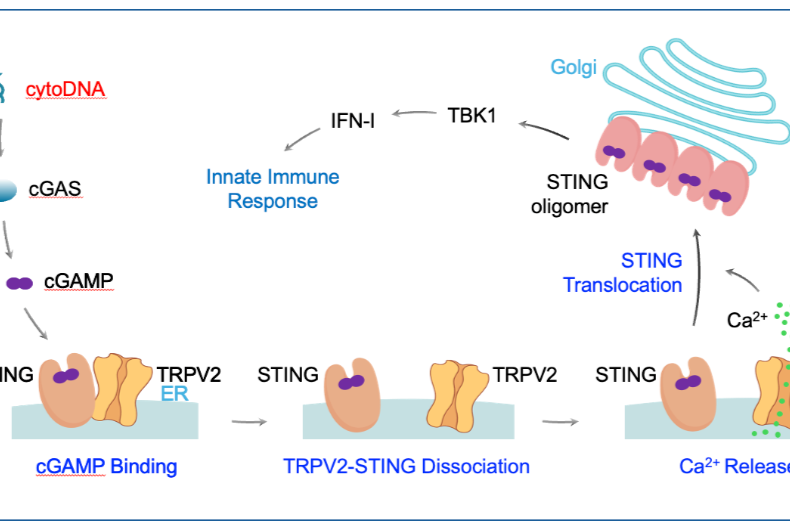 尤忠胜教授揭秘：TRPV2，先天免疫系统的「智能双功能开关」