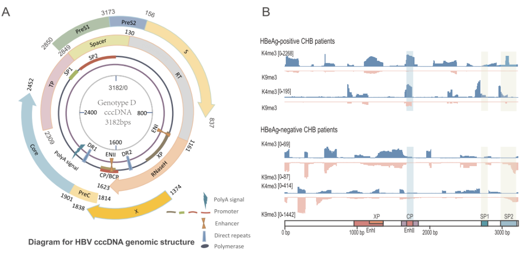 机制探索：获得 HBsAg 清除后，为何部分患者的 HBeAg/HBV DNA 仍呈阳性？