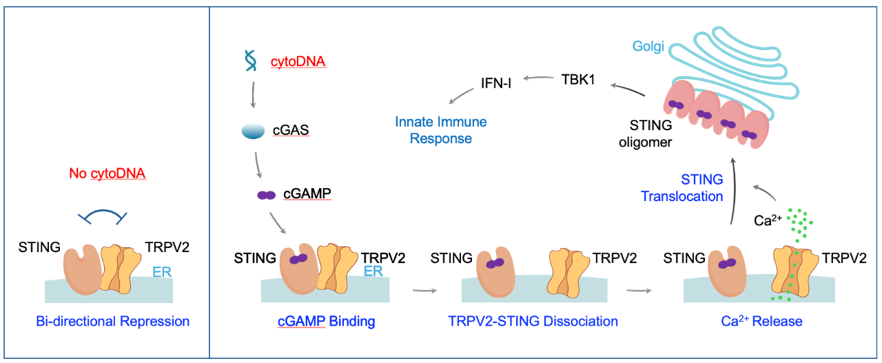 尤忠胜教授揭秘：TRPV2，先天免疫系统的「智能双功能开关」