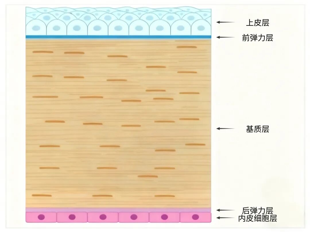 近视手术术前报告怎么看?关键是这几个指标