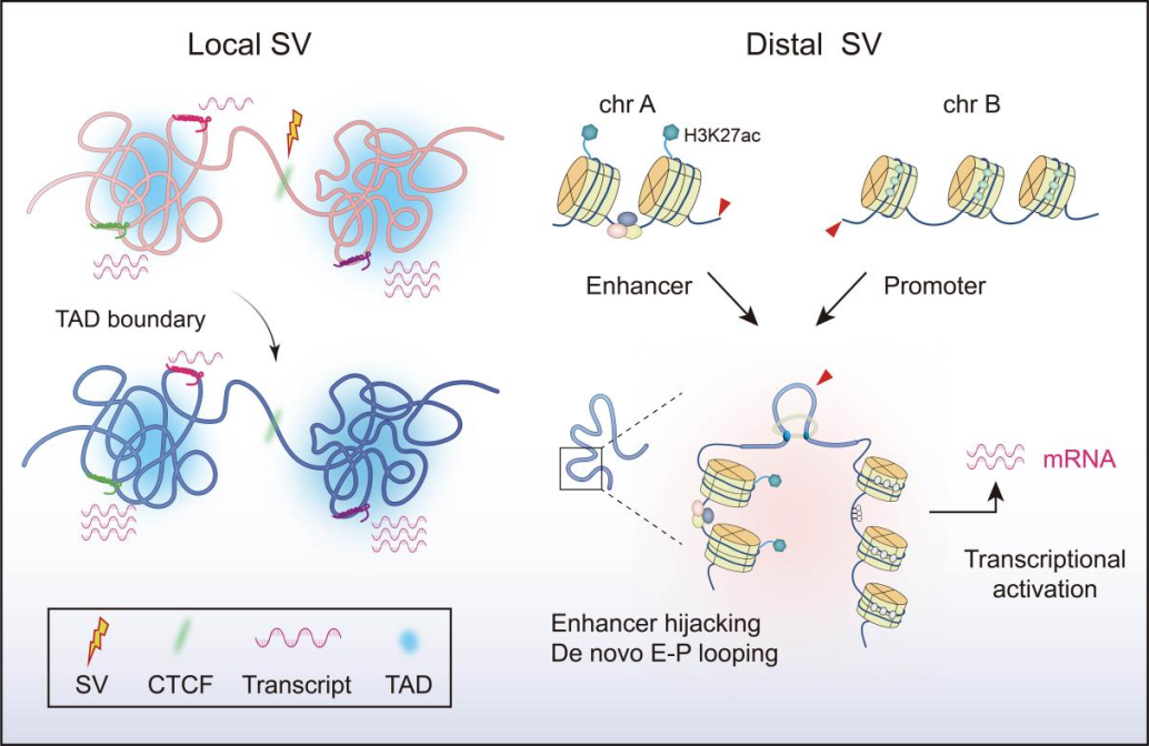 肾癌基因组为何「空间错乱」？浙大四院泌尿外科团队揭示结构变异远程「遥控」致癌新机制